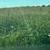 Farm Help Needed 2 thumbnail