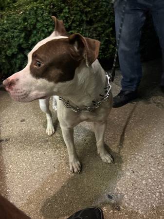 American Pitbull de raza pura $400 negociable (Saint Albans)