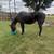 5 yr old blue roan 1 thumbnail