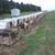feeder pigs 1 thumbnail