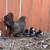 Serama chicks 6 thumbnail