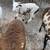 Registered Trophy Desert Painted hair sheep 3 thumbnail