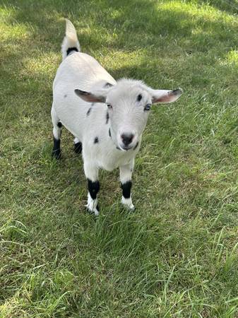 Nigerian Dwarf Doe Goat 1