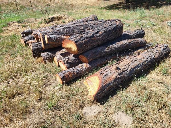 Free Pine Logs 1