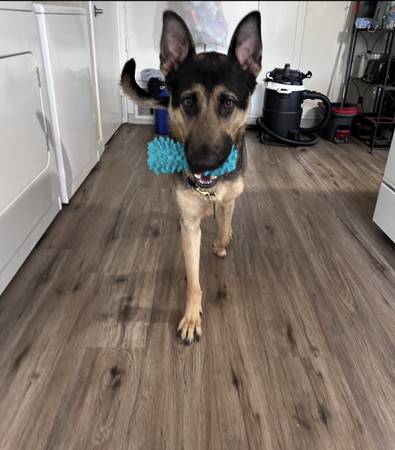 German Shepherd605922238976512004