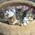 Kittens 1 thumbnail