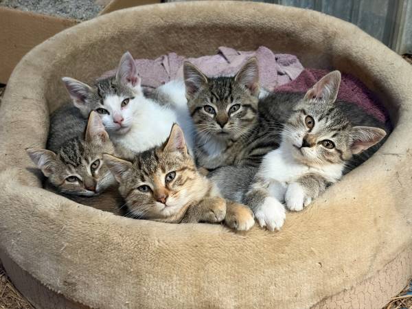 Kittens 1