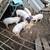nice big feeder pigs 2 thumbnail