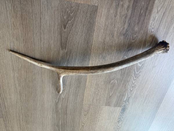 Elk antler 1