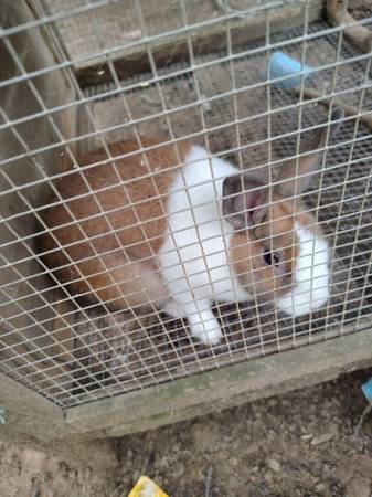 Show rabbit not free!! 1