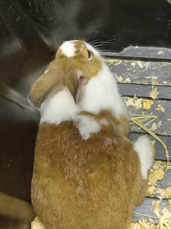 Rabbits (Johnson City)63924600144387122