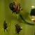 Lots and lots of cichlids! 15 thumbnail