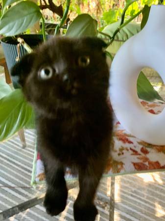 Gatitos adorables63821689990657124