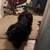 Male dog 8 thumbnail