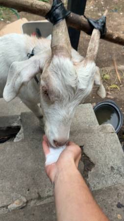 Goats 1