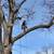 *Tree Climber* / tree trimming & removal 3 thumbnail