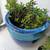 Two large pottery blues and plants one is gold fish plant 2 thumbnail