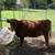 Two Dexter Heifers 1 thumbnail