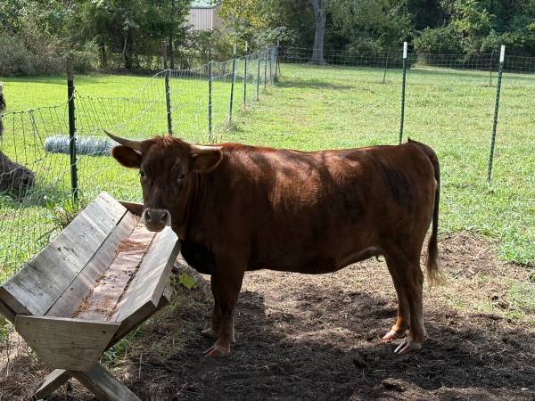 Two Dexter Heifers 1