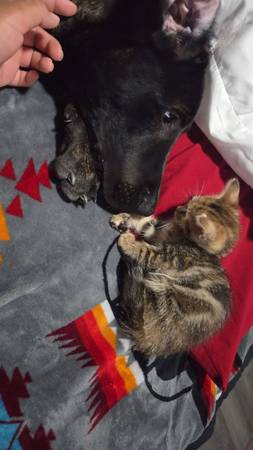 Cane corso and pit mix (Chandler)64203135468419121
