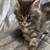 Mainecoons cats $900 7 thumbnail