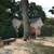Tree removal   trimming  Tree care  Tree service 17 thumbnail