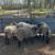 Romanov ewe lambs 1 thumbnail