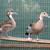Ringed Teal Ducks 3 thumbnail