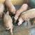 Red Wattle Feeder Pigs 2 thumbnail