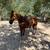 Horse for sale 1 thumbnail