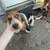 puppy 1 thumbnail
