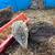 Young Adult Coturnix Quails 4 thumbnail