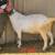 Goat Wethers 4 thumbnail