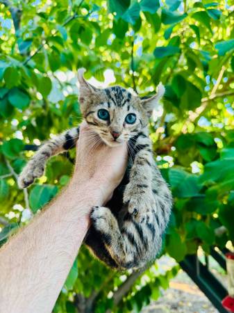 Savannah kittens hybrid (Solana)63870037743873121