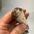 Rare Large 1800s Shagreen Mongolian Chinese Tibetan Traveling TROUSSE 16 thumbnail