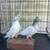 Pakistani high flyer pigeon 1 thumbnail