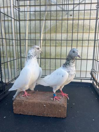 Pakistani high flyer pigeon 1