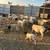DORPER SHEEP/BORREGOS 4 thumbnail