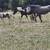 Looking for horse pasture 2 thumbnail