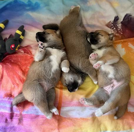 Cachorros de Shiba Inu