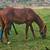 Grade QH Colt 4 thumbnail