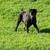 Cane Corso pups 6 thumbnail