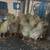 All egg laying type not good for meat 1 thumbnail