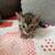Two bengal kittens 13 thumbnail