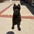 Cane Corso Puppy 1 thumbnail