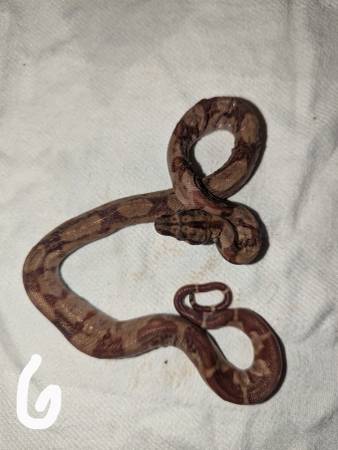 Ball pythons and boas (Russell,)63671573104515124