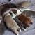 BOSTON TERRIERS 5 thumbnail