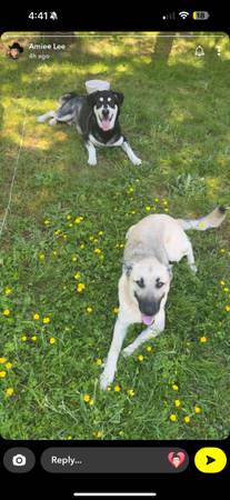 One year-old German Shepherd mixed dog (Aberdeen)63862434657281121