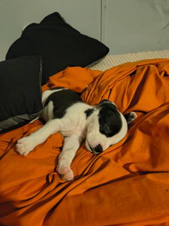 Cachorro macho Pitbull (Meadville)63656829465089122