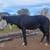 Horse boarding 6 thumbnail